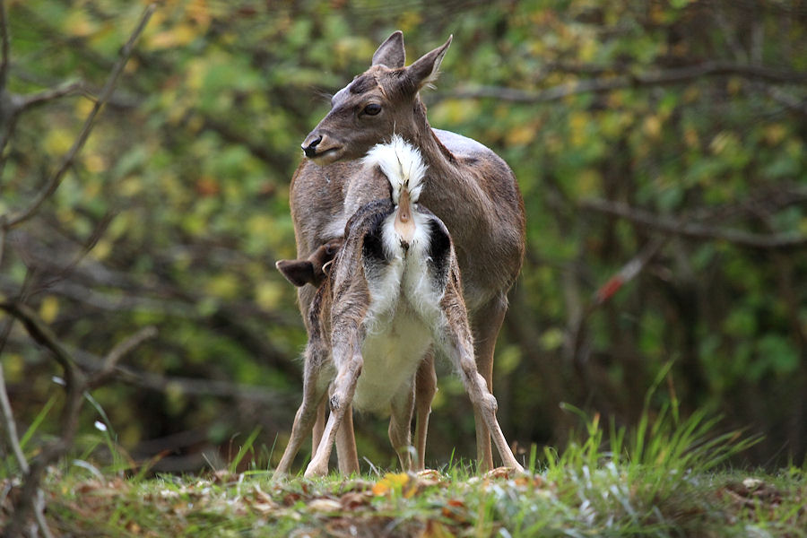 il daino,silenzioso custode dei segreti del bosco